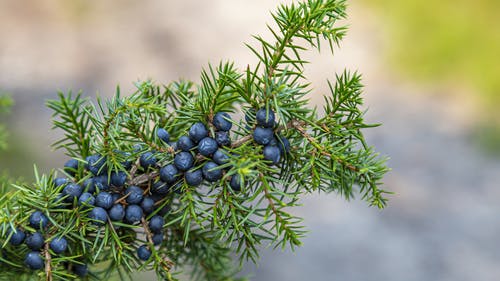 Juniper berry
