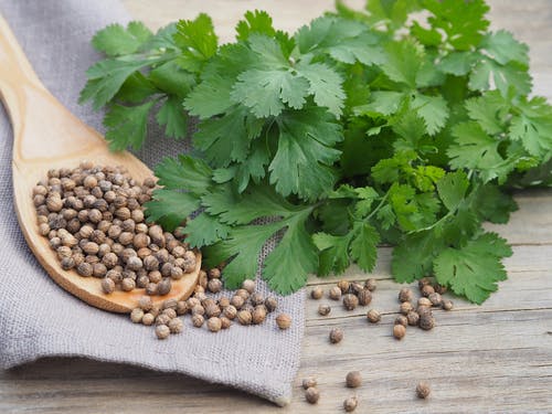 Coriander seed