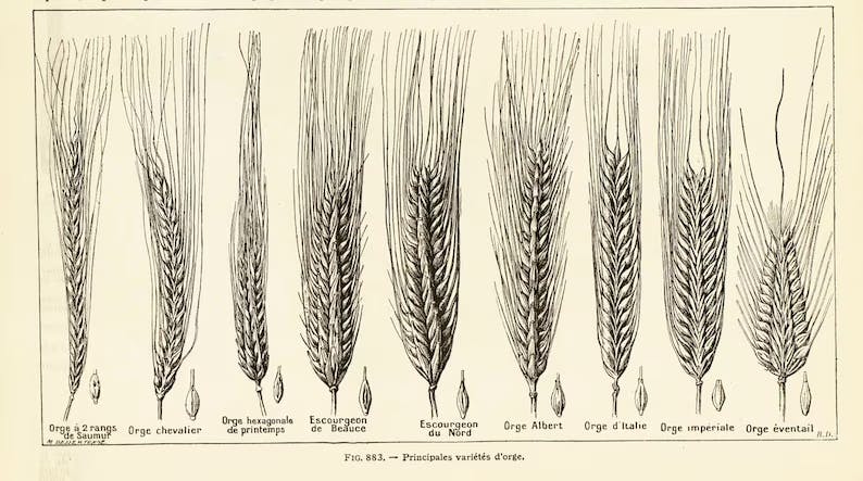 Différentes variétés orge
