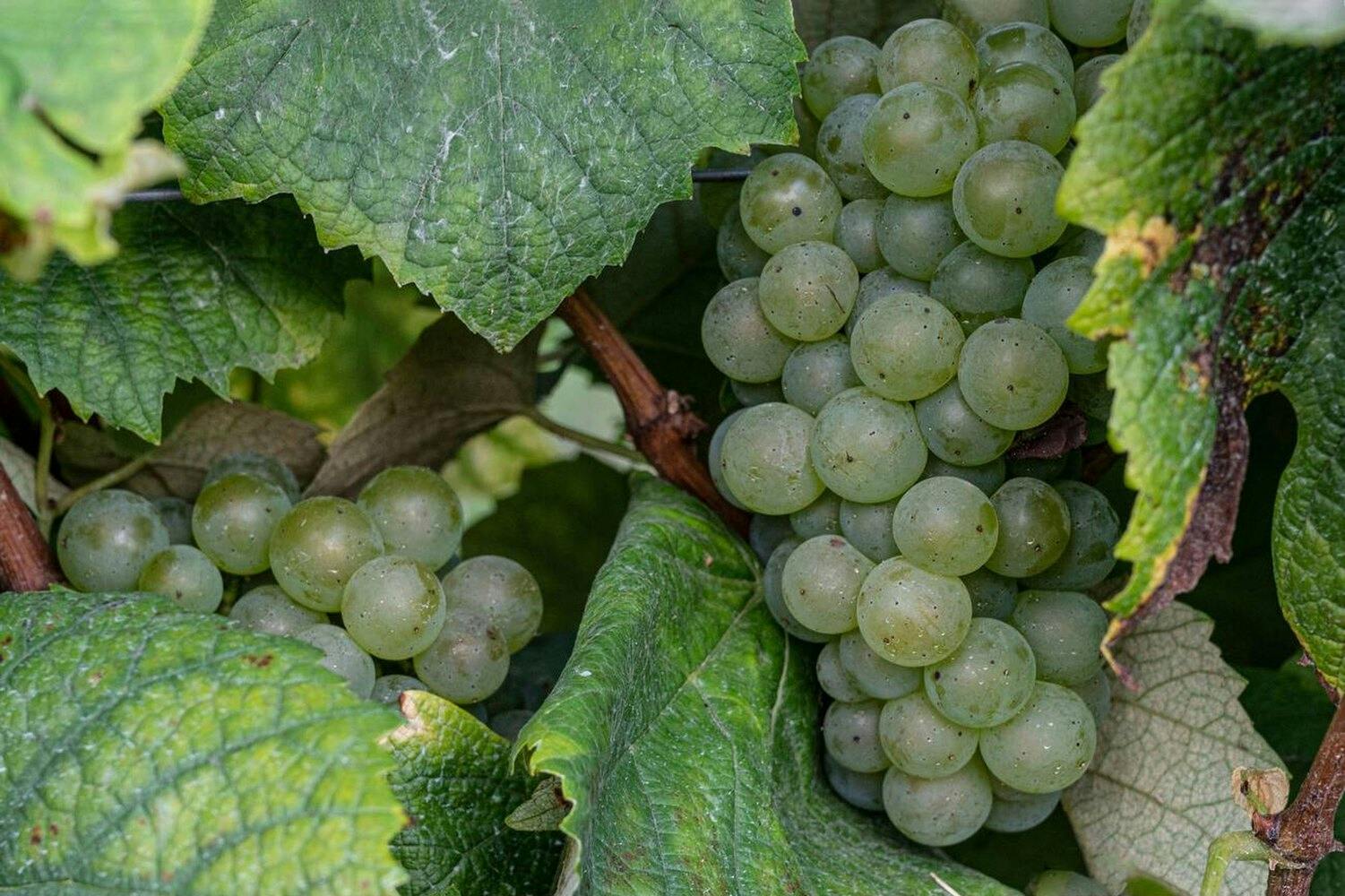 the Franco-American hybrid grape variety Baco