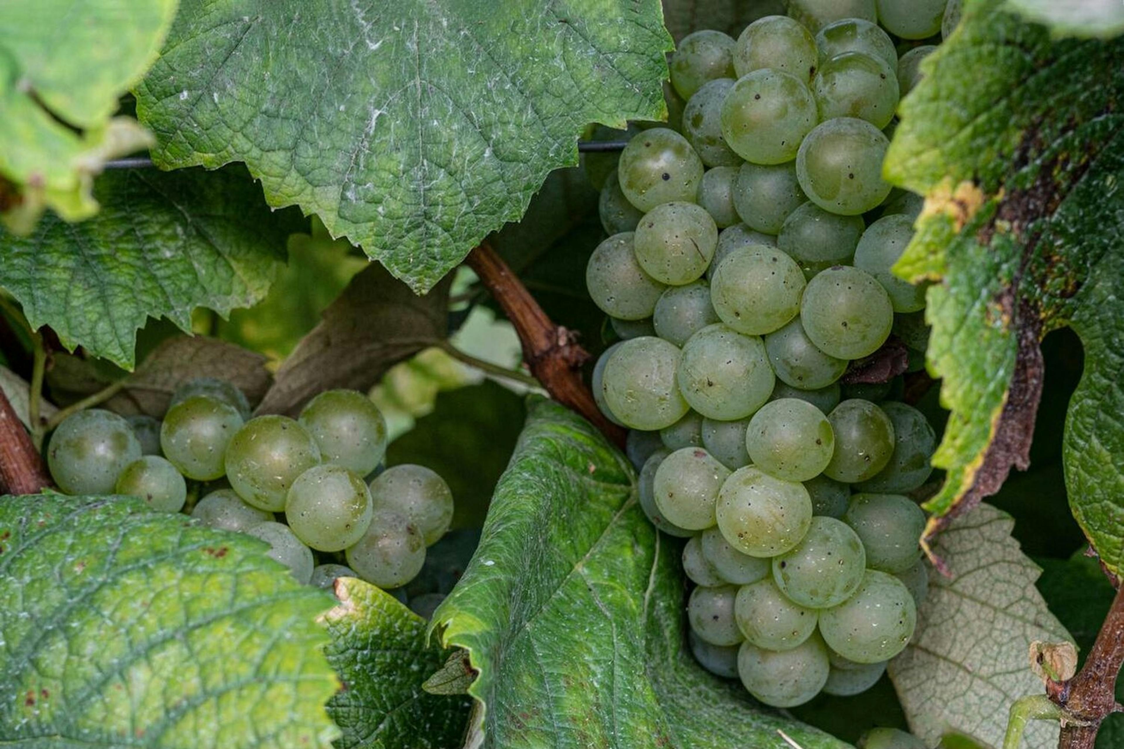 cépage hybride franco-américain Baco