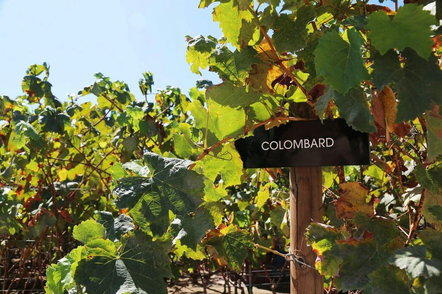 terroirs et cepages armagnac