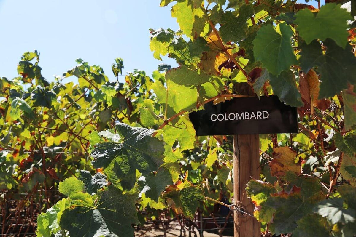 Armagnac terroirs and grape varieties