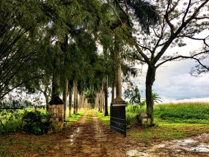 Palm Alley at Hampden Estate
