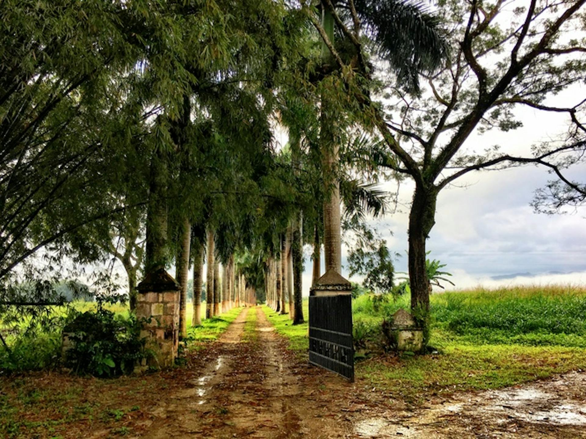 Palm Alley at Hampden Estate