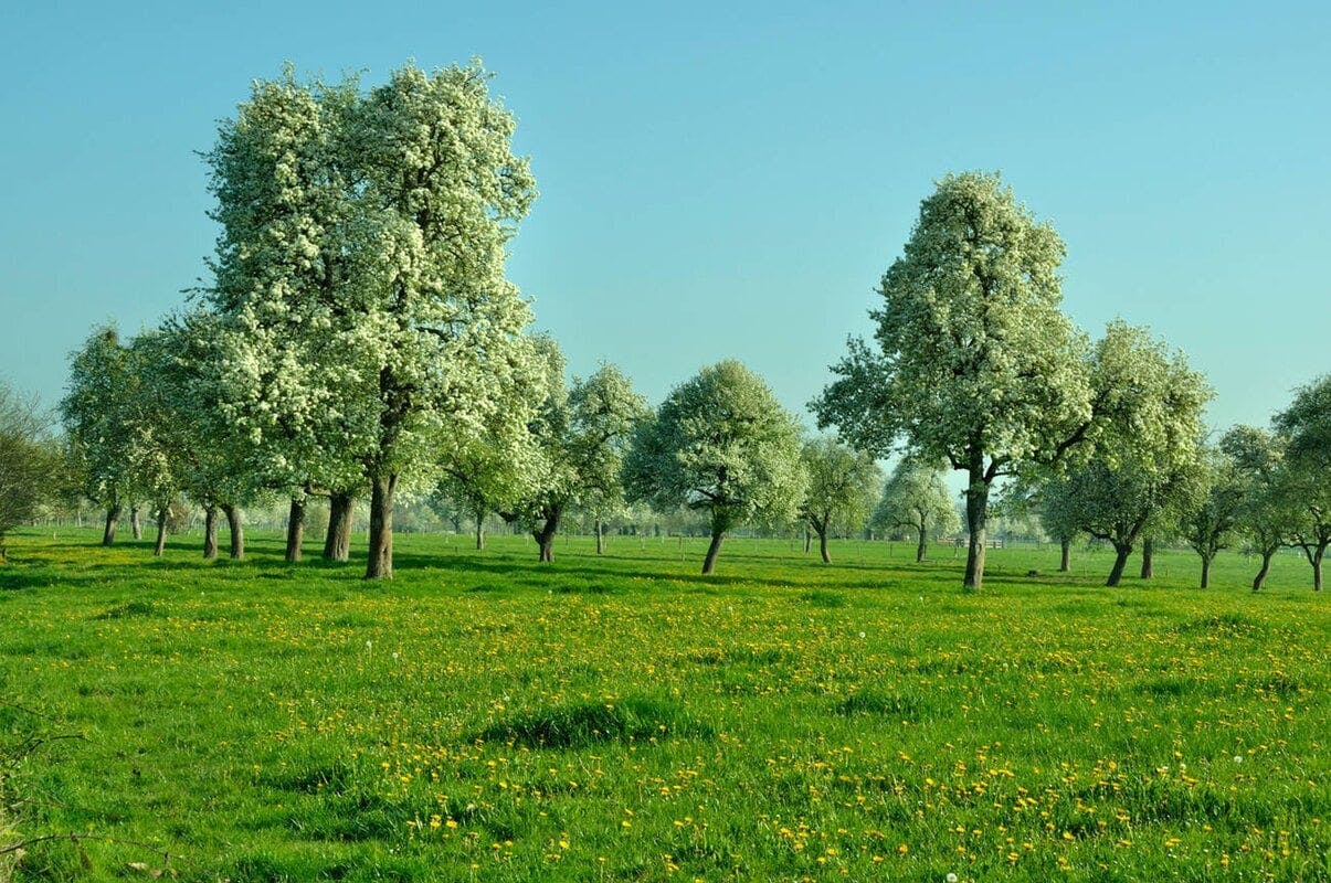 verger poires à cidre