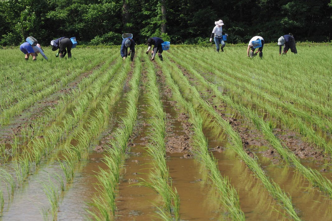 Harvesting Rice for Sake