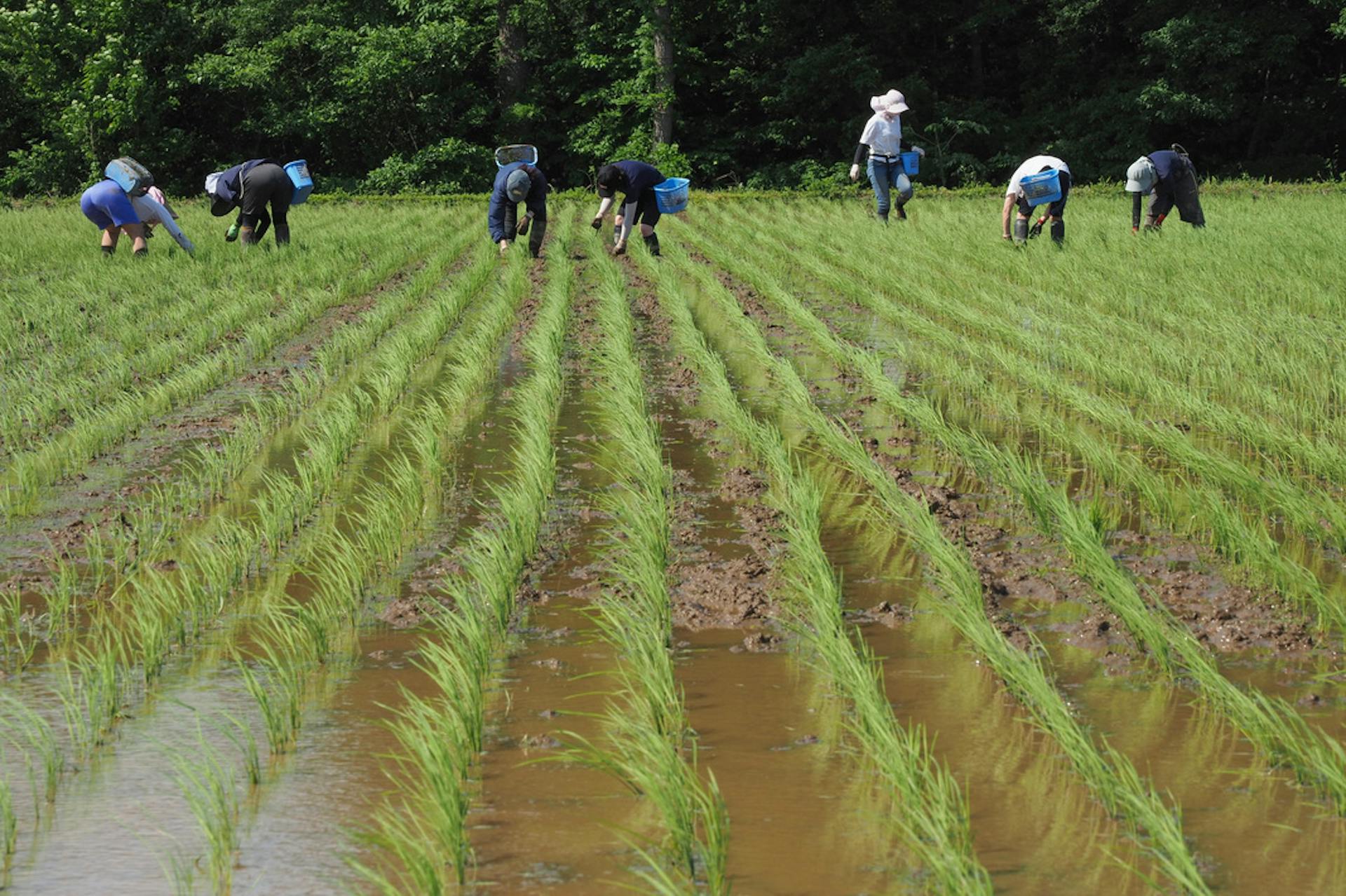 récolte du riz saké