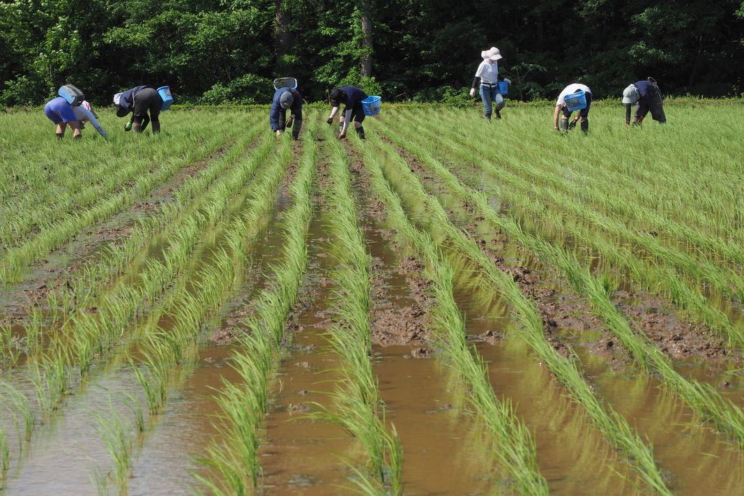 récolte du riz saké