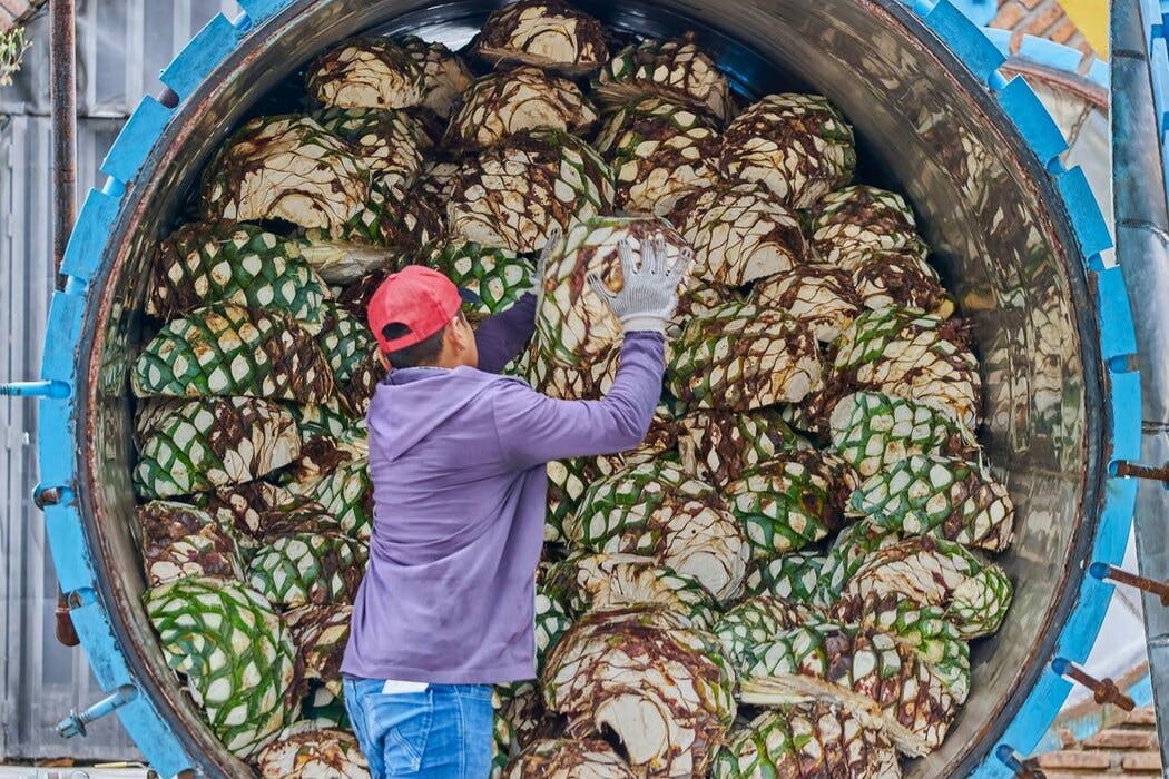 cuisson pinas agave