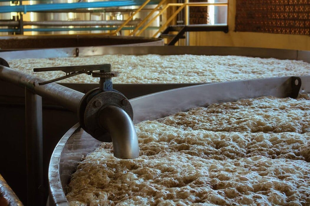 fermentation tequila