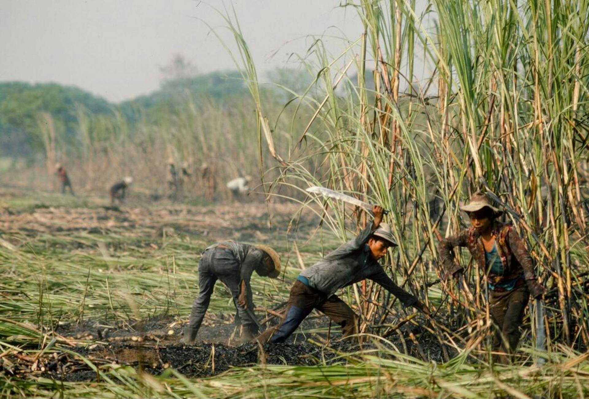 histoire rhum amerique du sud