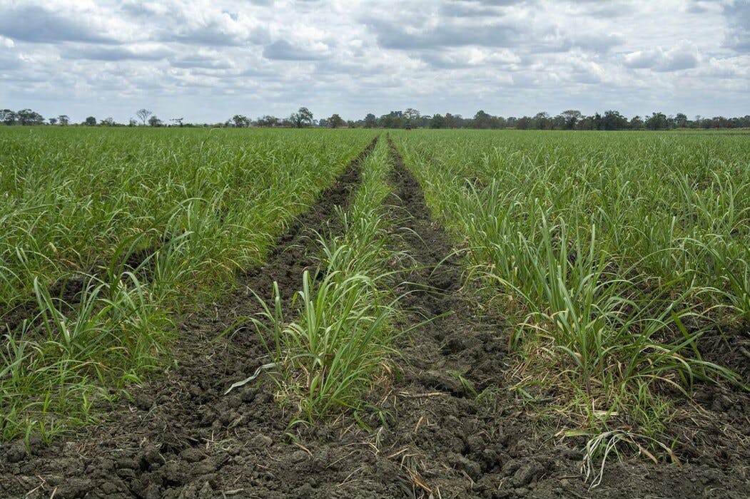 plantation canne à sucre venezuela
