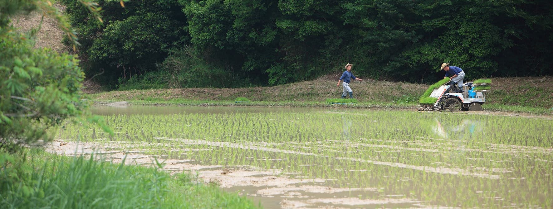les rizières japonaises