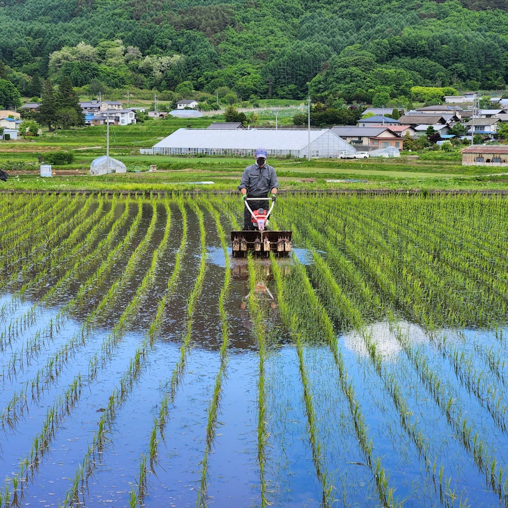 Rizières japonaises