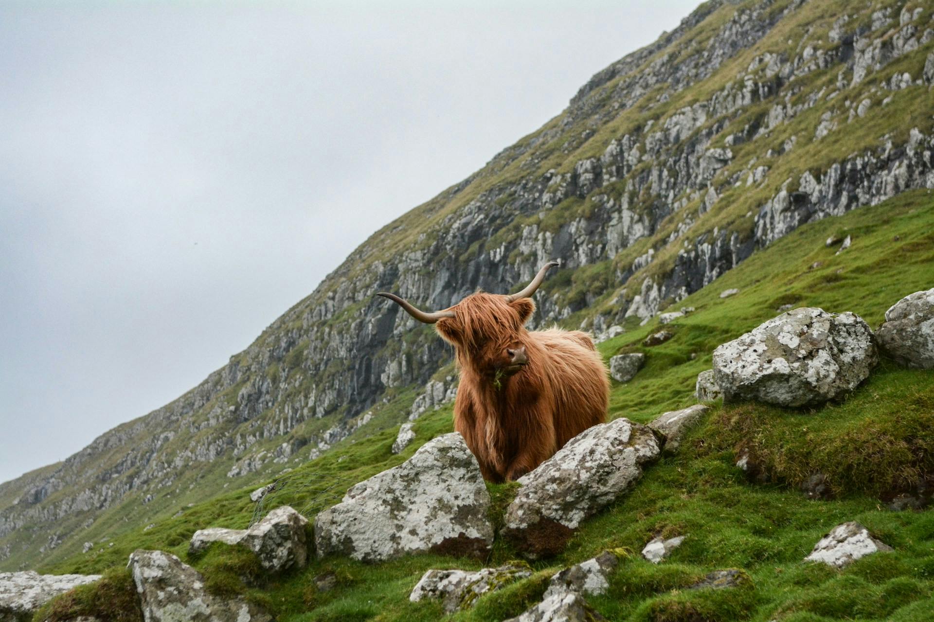 Banniere article whisky ecossais