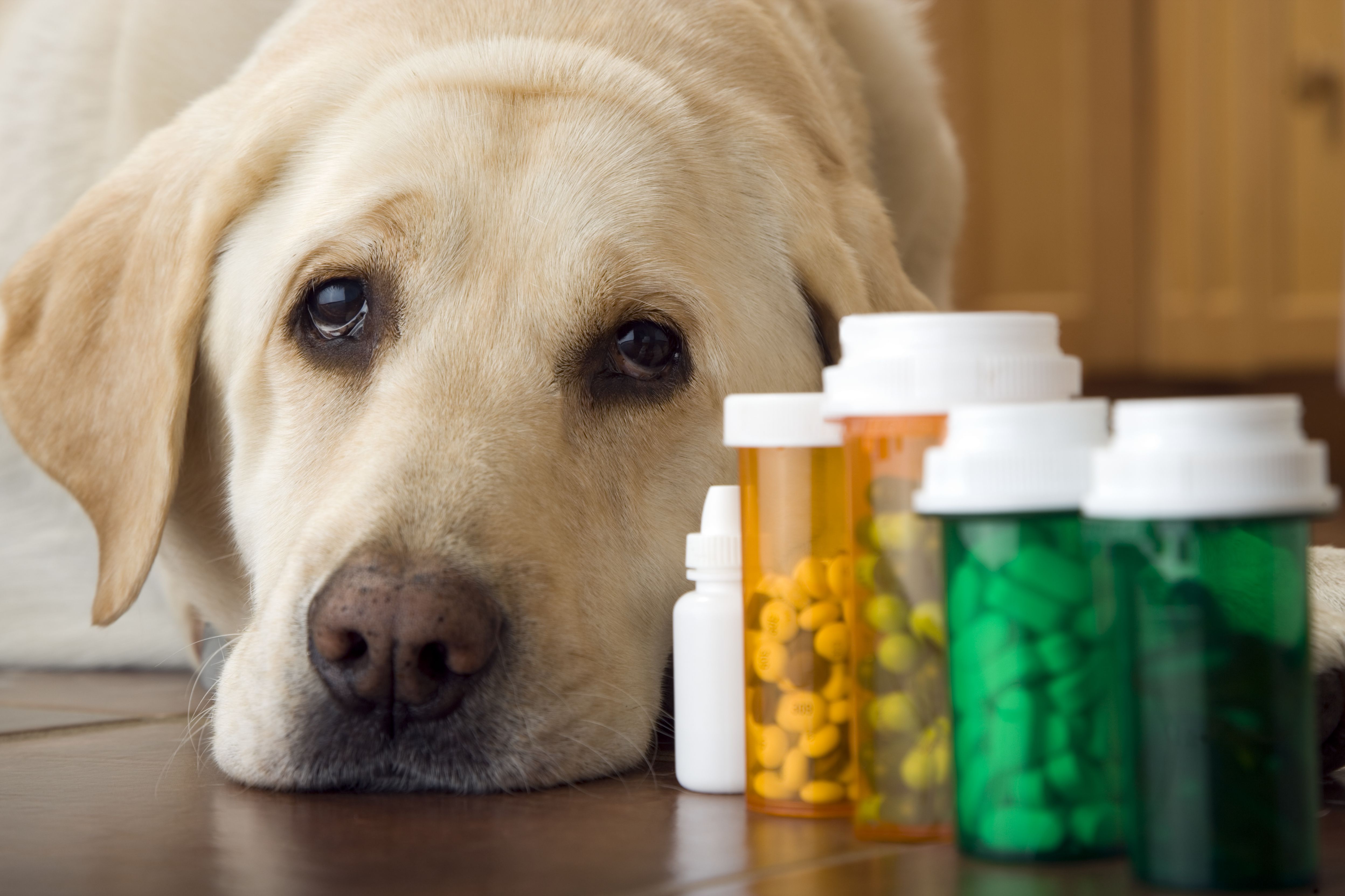 My Dog Just Started Daily Medication. Here's How to Build a Routine That Actually Works