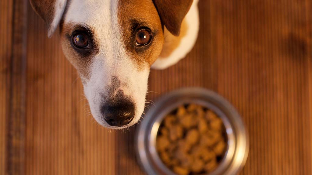 We Both Thought the Other Had Fed the Dog! How to Fix Shared Pet Care for Good