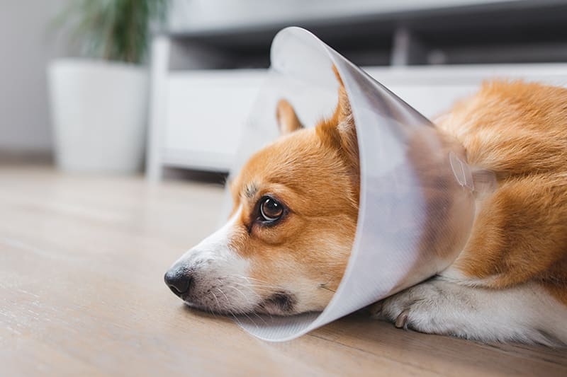 Bringing Your Dog Home After Surgery: The Complete Recovery Tracking Guide