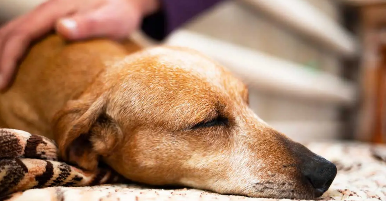 Caring for a Senior Dog: How to Track Their Health Without Losing Your Mind