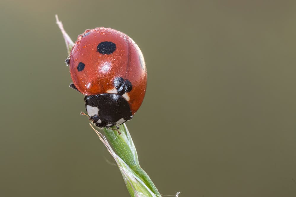 Why Do Ladybugs Have Spots?