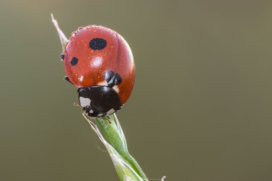 Why do ladybugs have spots?