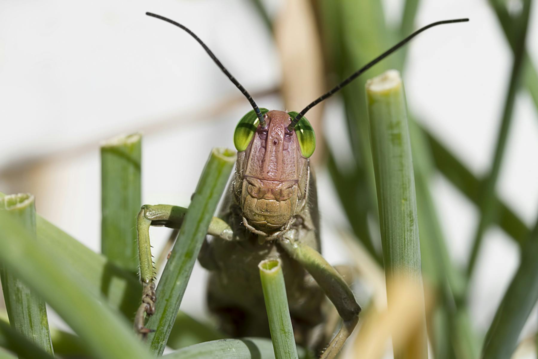 Crickets are considered pets, food and fighters.