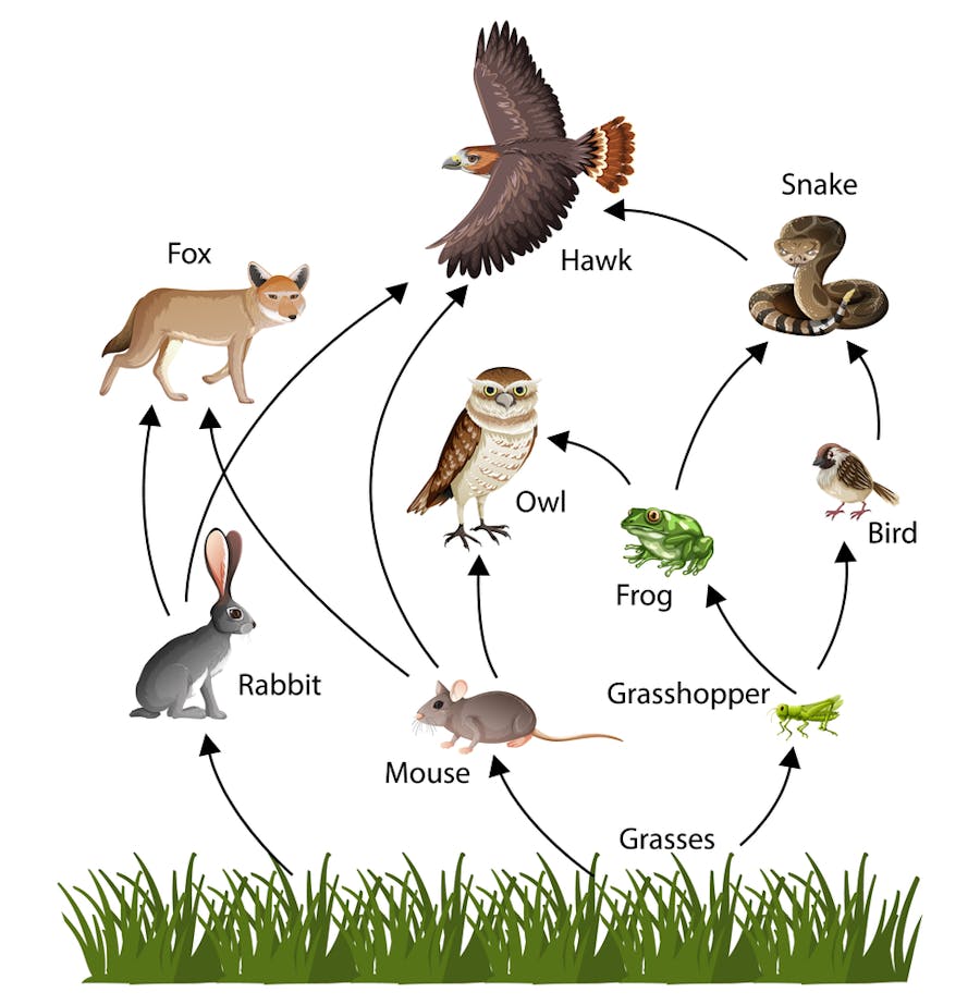 What is the Food Chain?