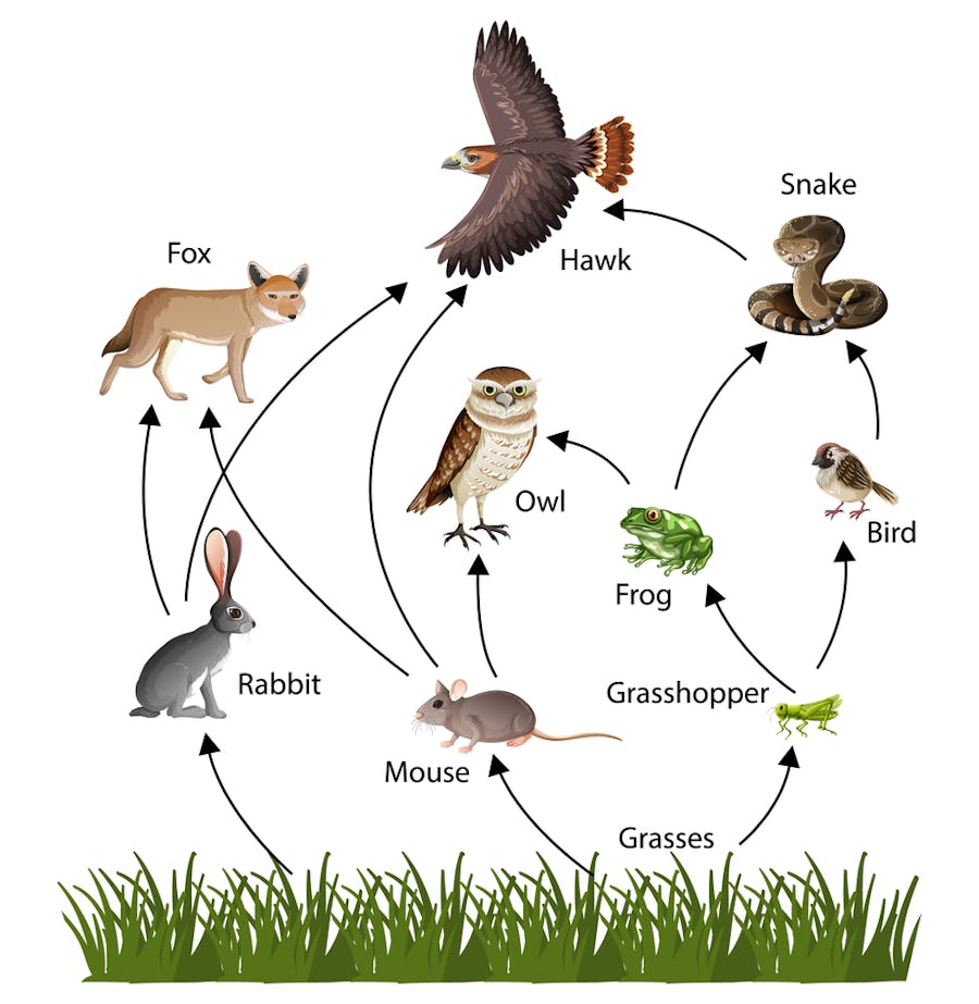 fox food chain to plant