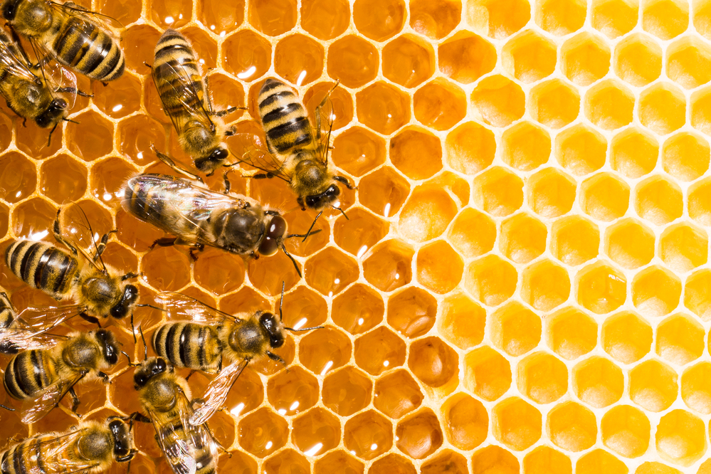 Why do bees make honey?