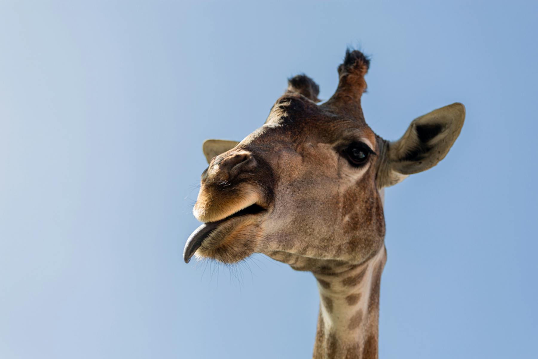 Why do giraffes have black tongues?