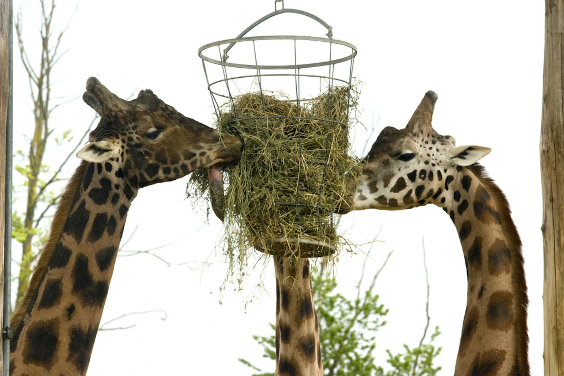 What is a herbivore?