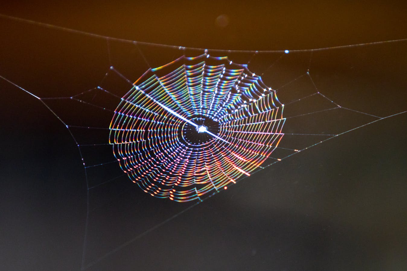 Why don't spiders get stuck to their own webs?