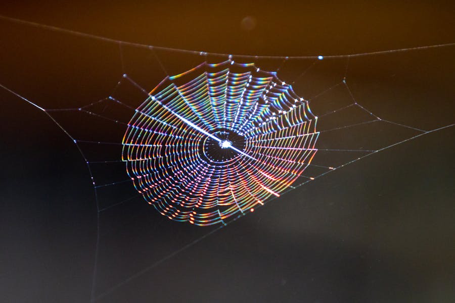 Why don't spiders get stuck in their own webs? - Discover Wildlife, spider  web 