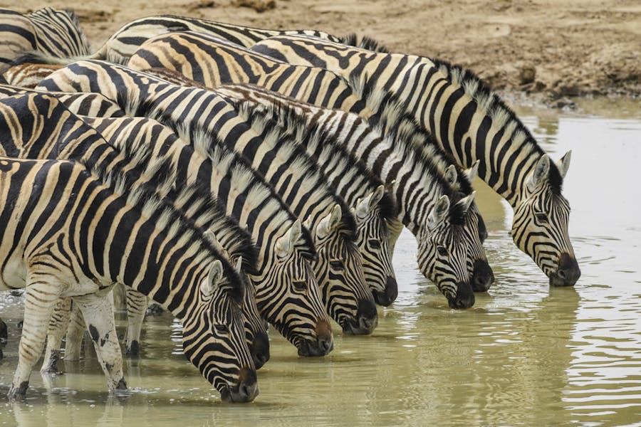 Are zebras related to horses? Are zebras related to horses?