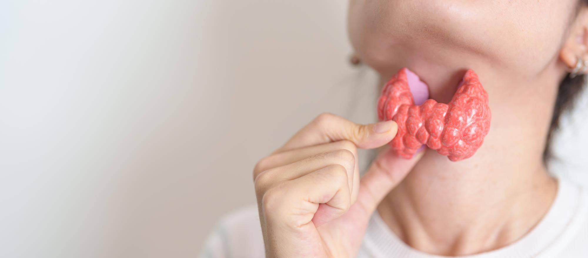 Frau hält ein anatomisches Modell der Schilddrüse vor ihren Hals