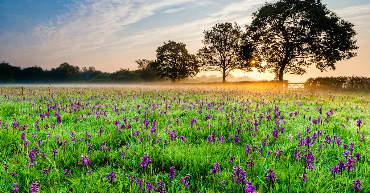 Habitats Save Our Wild Isles habitats-save-our-wild-isles