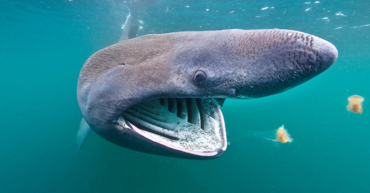 Gentle Giants of the Deep: The Enigmatic Basking Shark Gentle Giants of the Deep: The Enigmatic Basking Shark