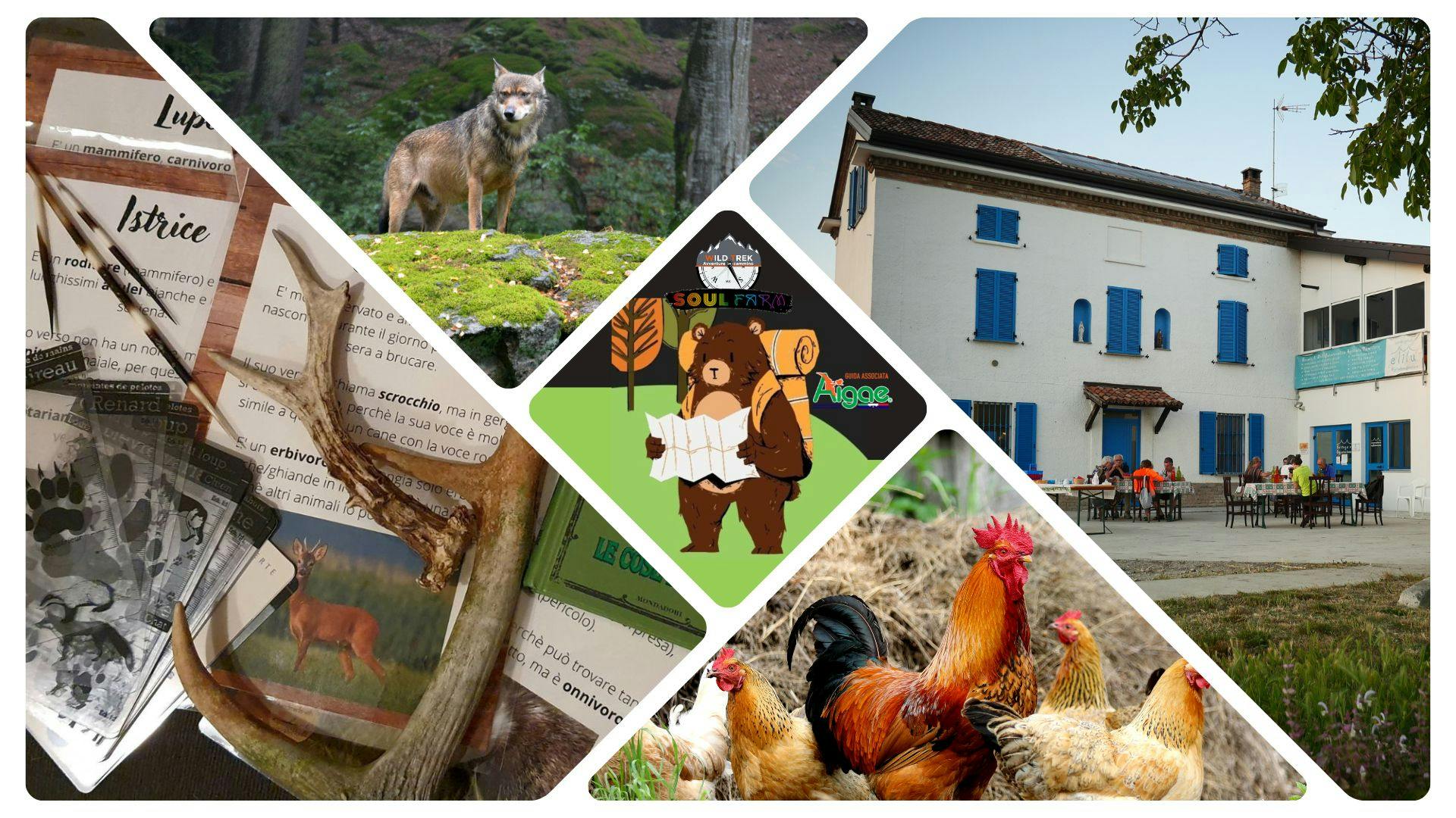 Immagine di copertina dell'evento Adventure Farm - Wild Animals Week