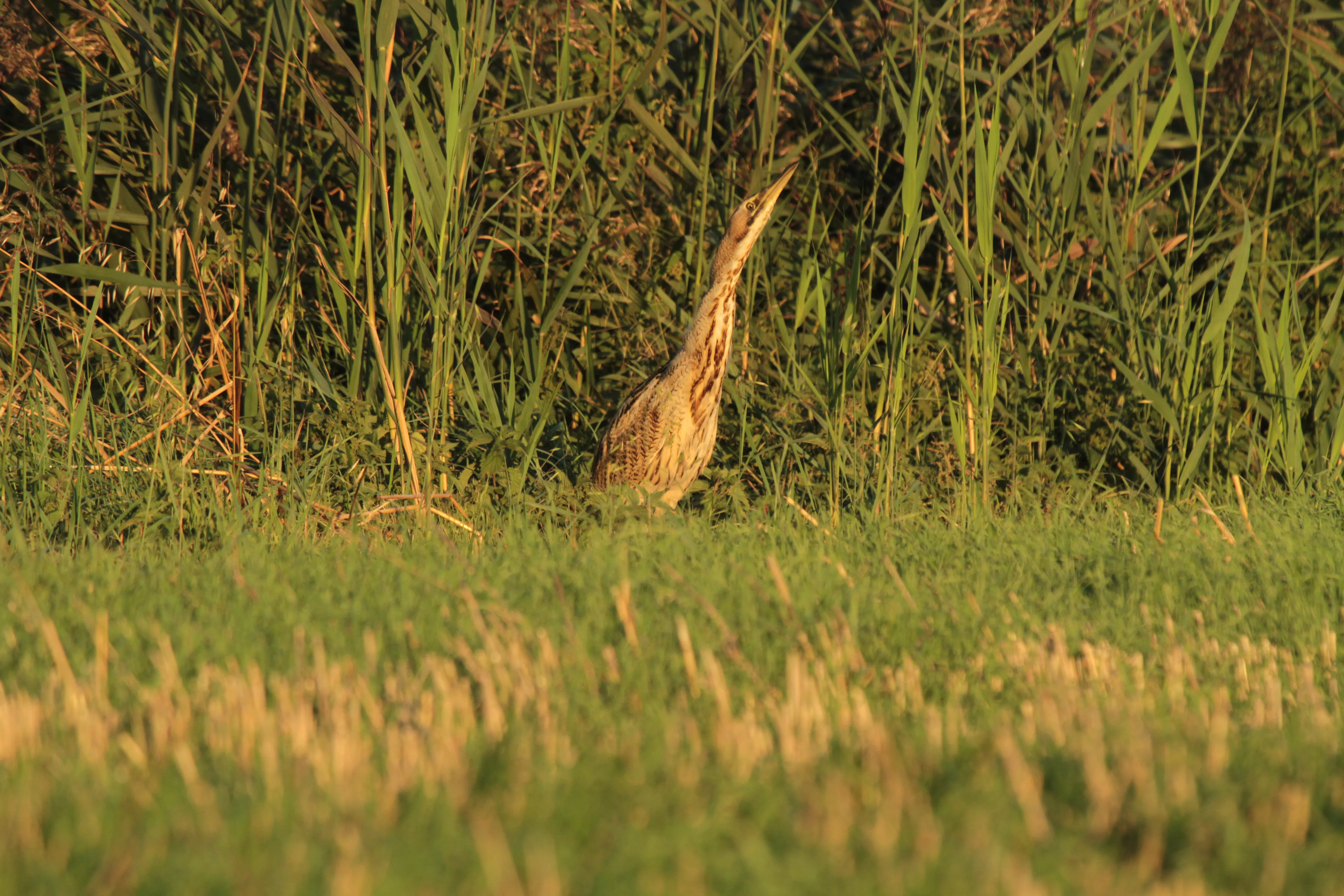 Bittern by ditch at Speechly's Farm