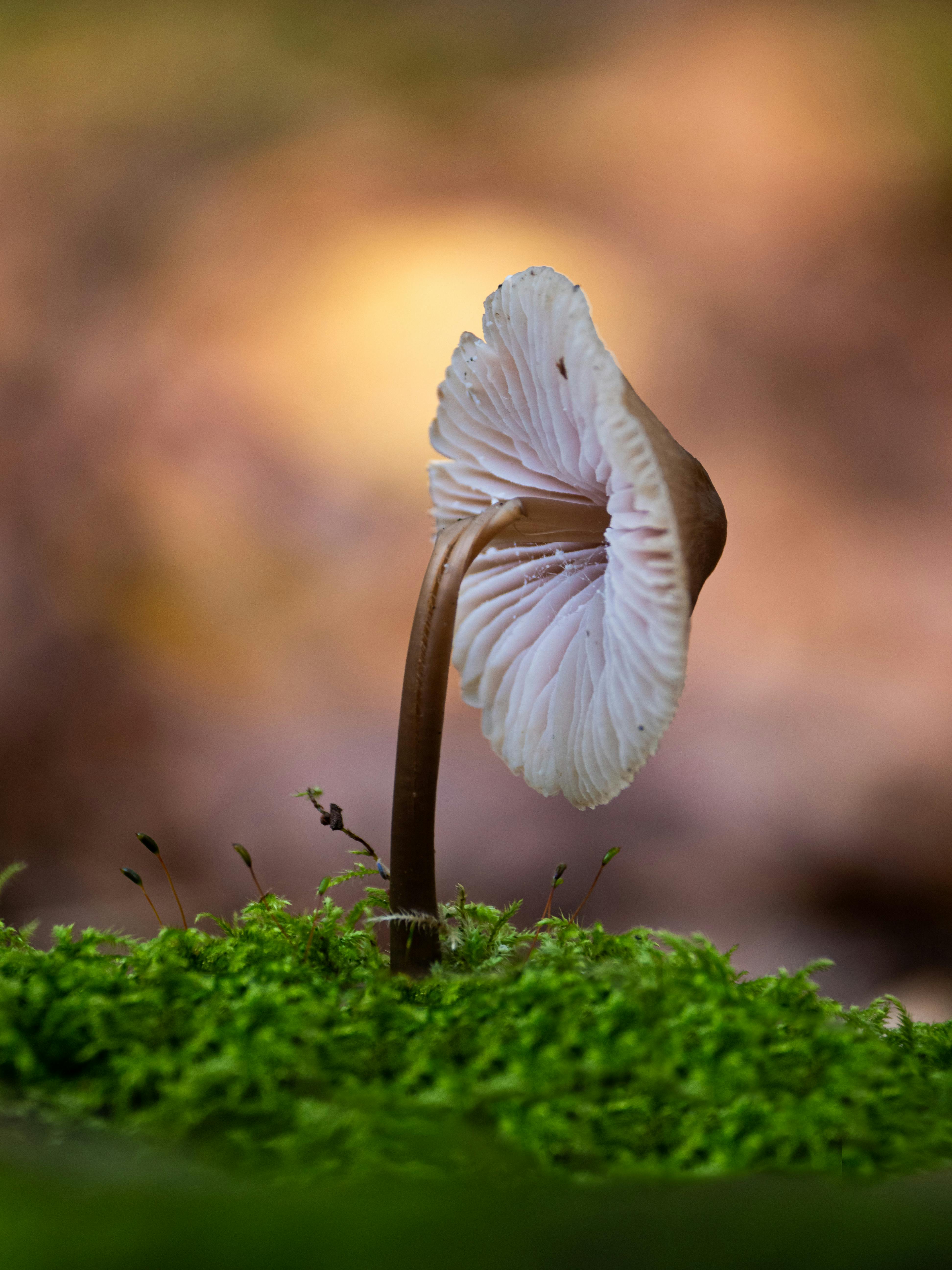 Mushroom in mossy ground