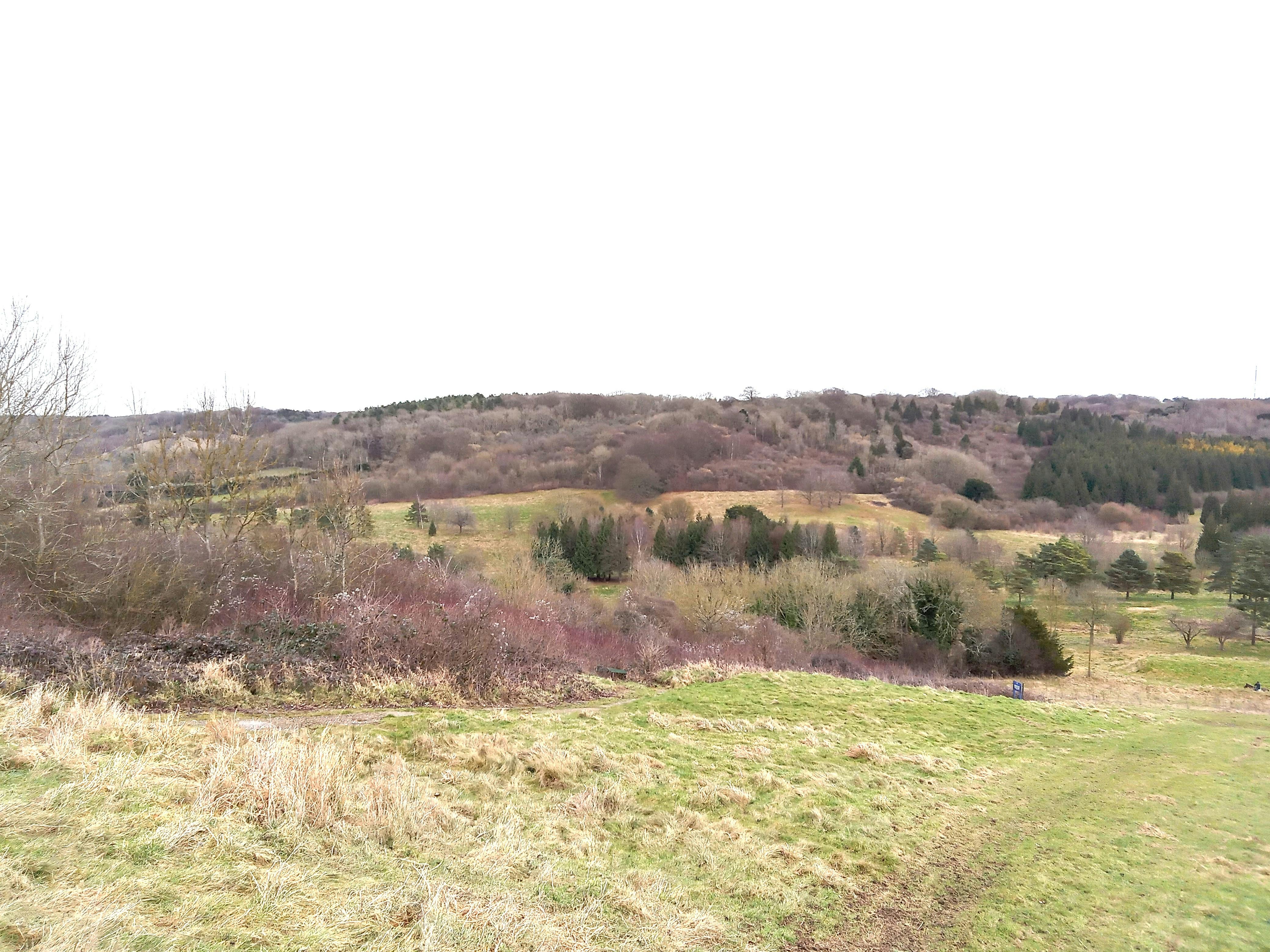 Heather Corrie Vale Wilding site grassland and woodland