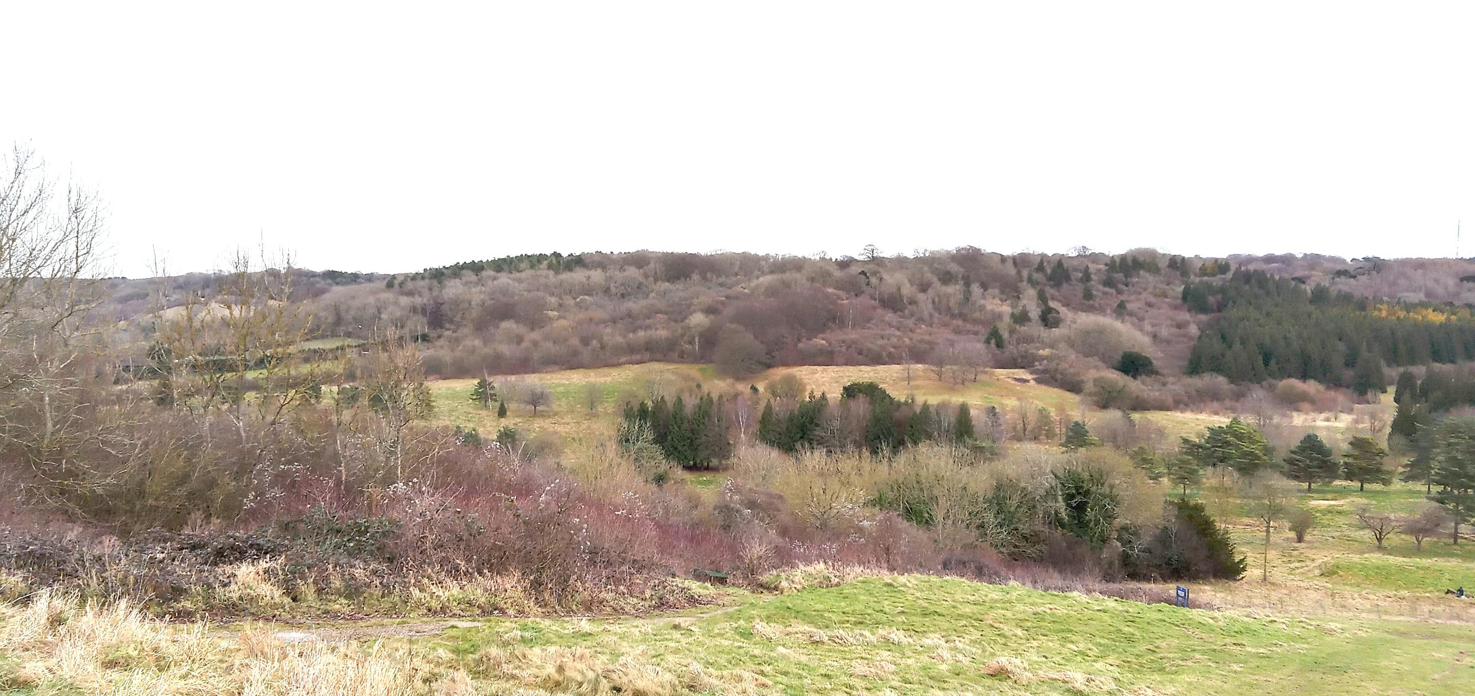 Heather Corrie Vale wilding site grassland and woodland