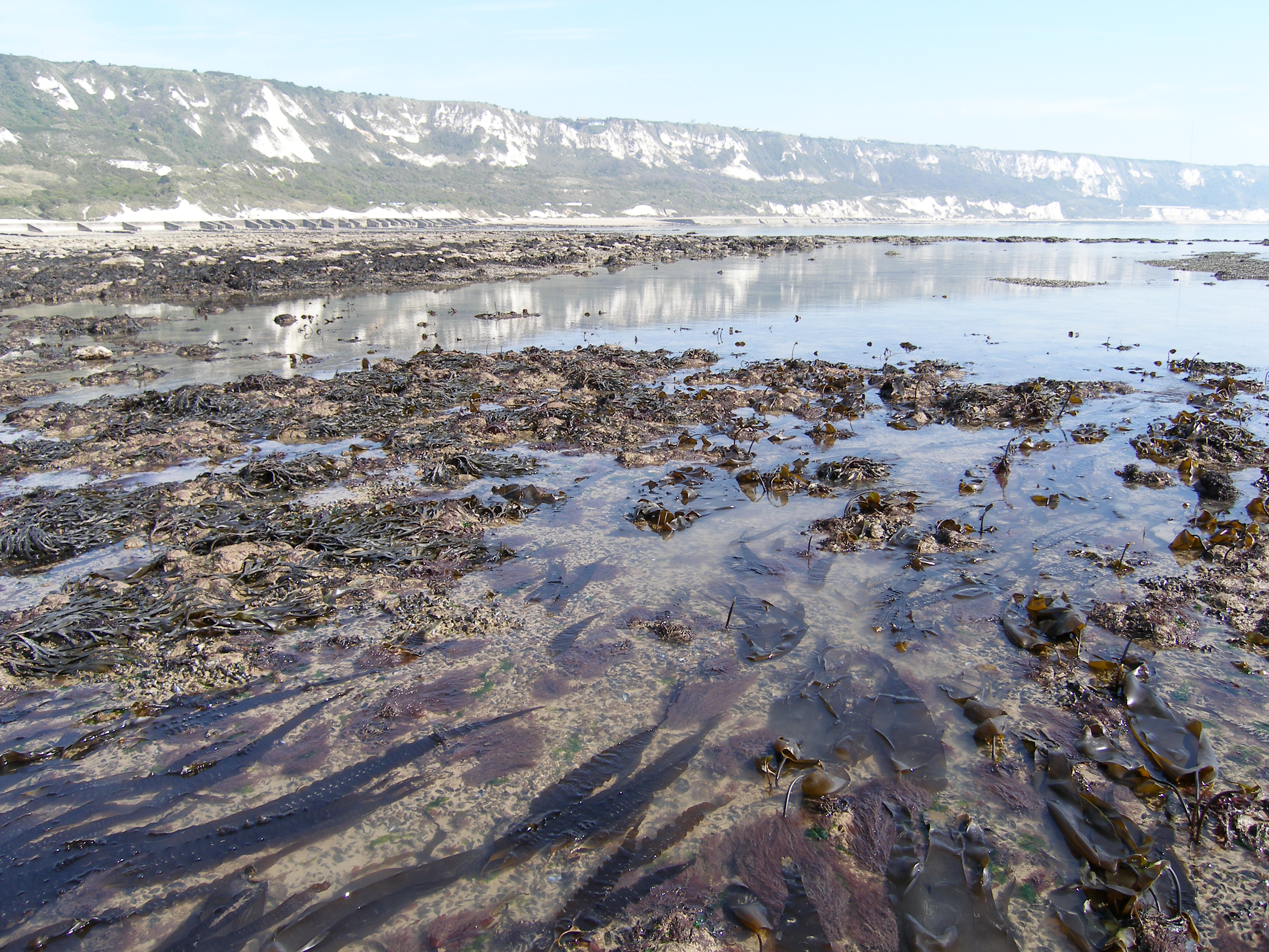 Low tide at the beach at Copt Point
