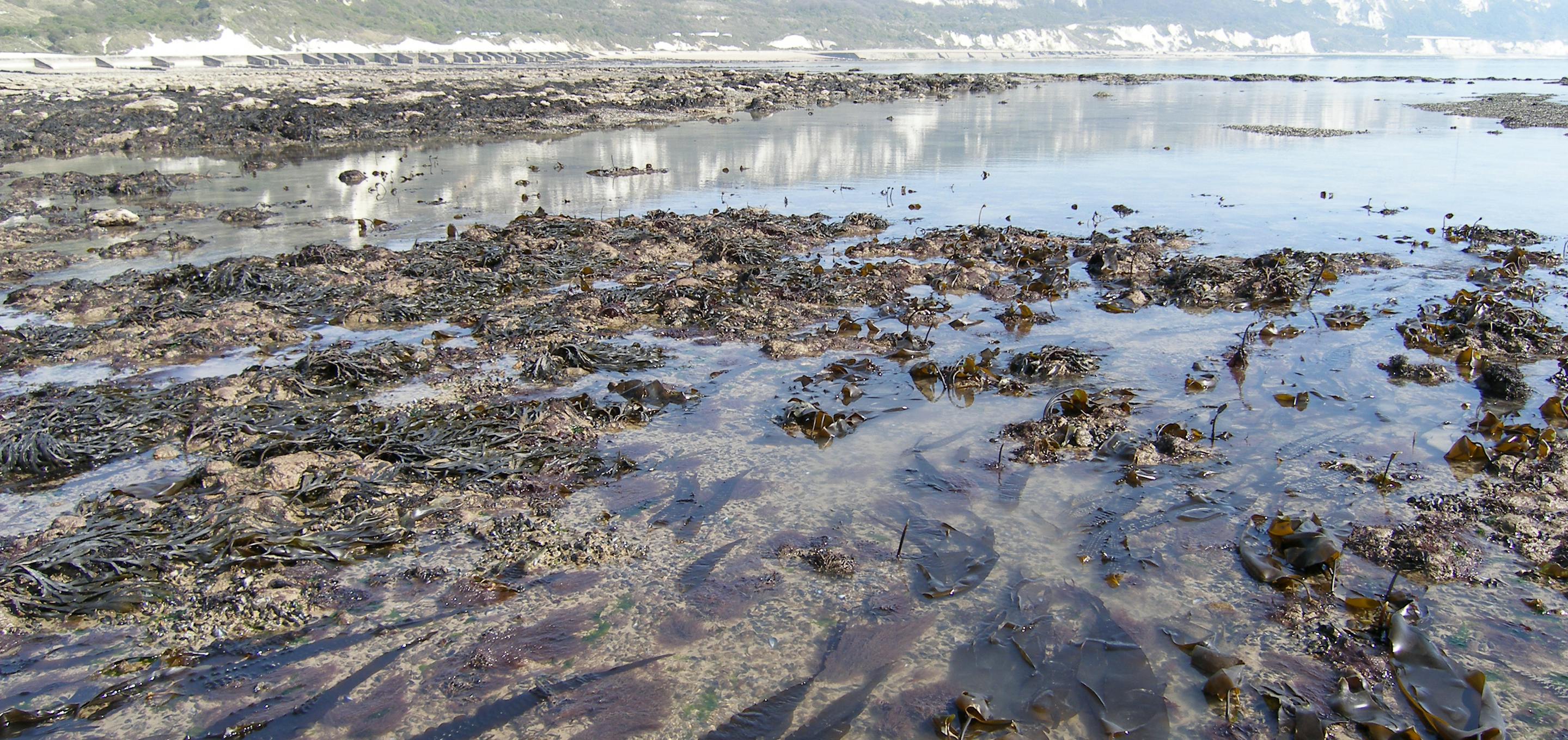 Low tide at the beach at Copt Point