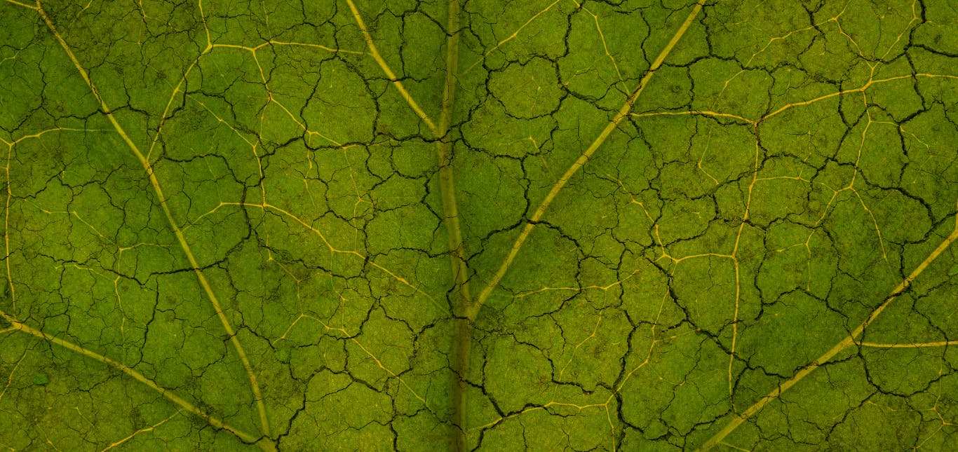 a leaf with crackled surface