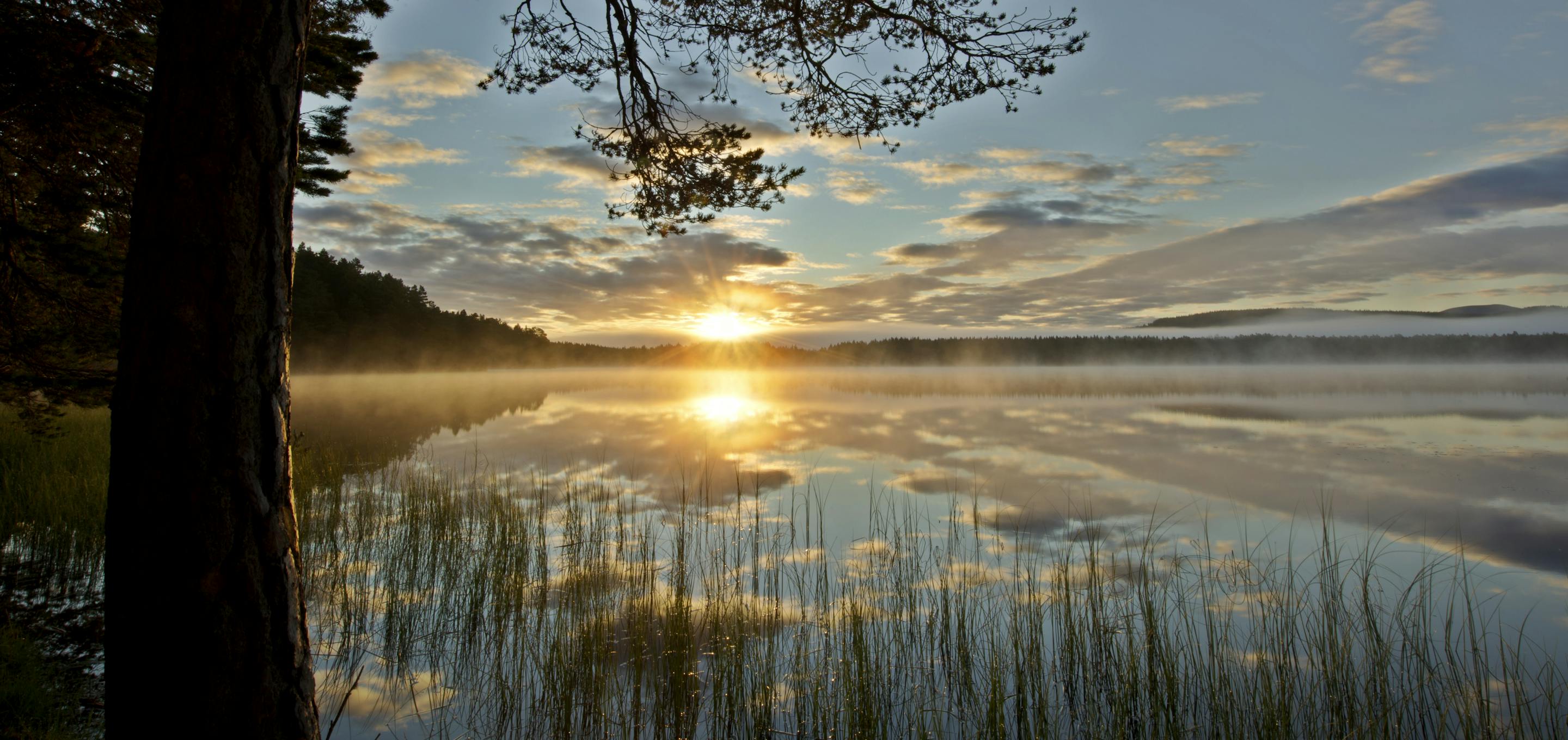 Loch Garten and Abernethy Forest at sunrise, Cairngorms National Park, Scotland