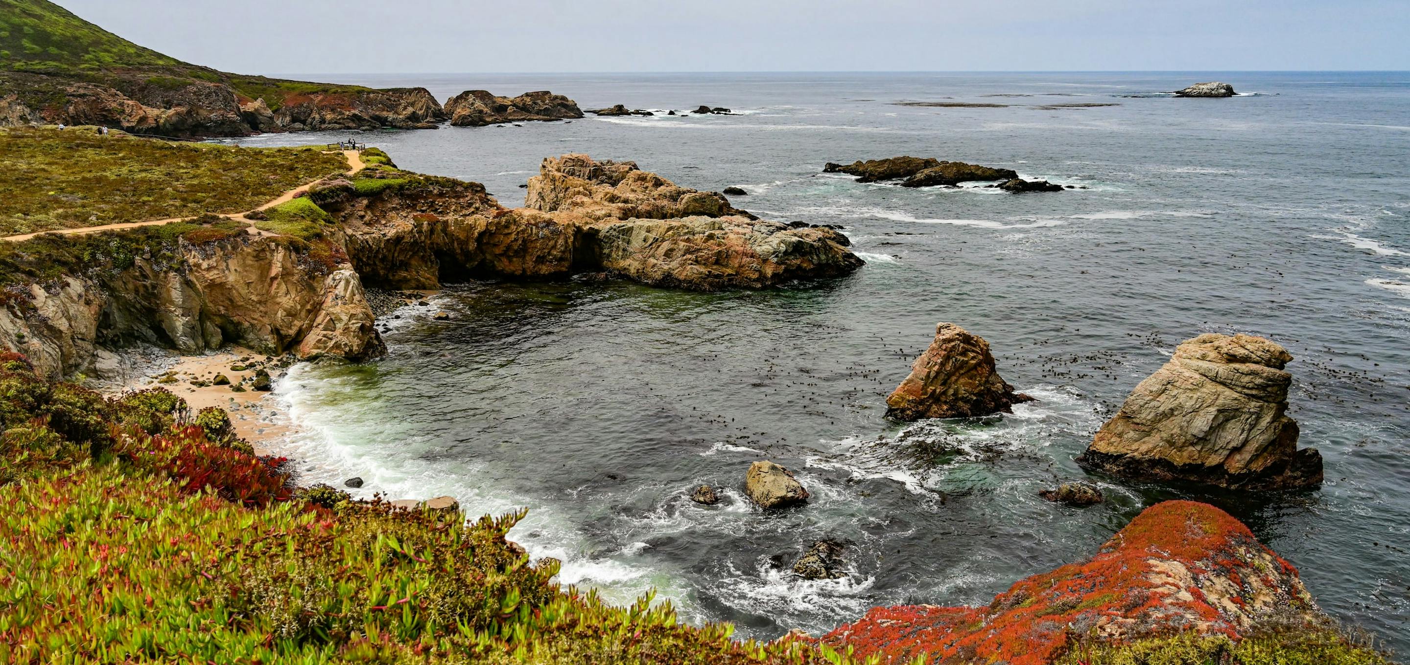 A coastal view of plants, rocks and wildlife