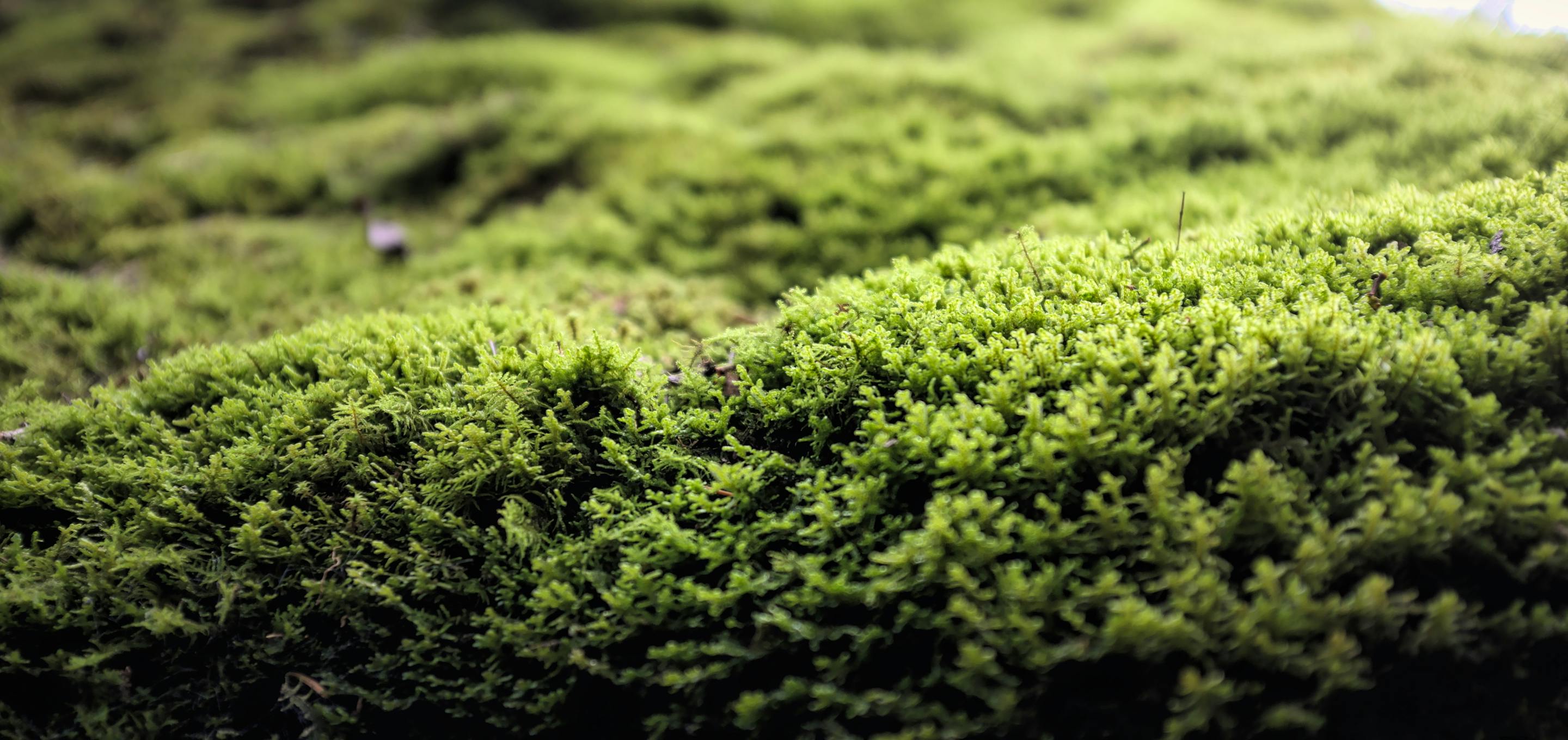 Vibrant green moss in the daylight