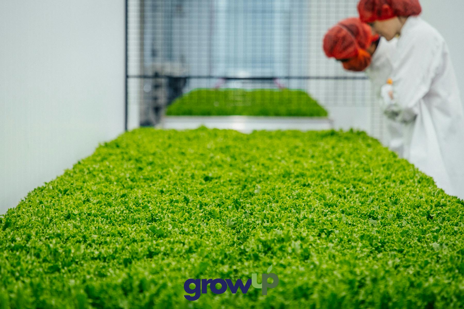 GrowUp - Lettuce being produced